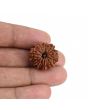 9 Mukhi Rudraksha (Nepal) 21.49 MM