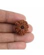 9 Mukhi Rudraksha (Nepal) 21.49 MM