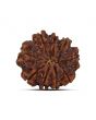 9 Mukhi Rudraksha (Nepal) 21.23 MM
