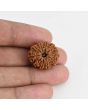 9 Mukhi Rudraksha (Nepal) 21.37 MM