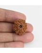 9 Mukhi Rudraksha (Nepal) 21.37 MM