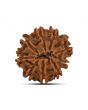 9 Mukhi Rudraksha (Nepal) 21.65 MM