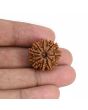 9 Mukhi Rudraksha (Nepal) 21.65 MM