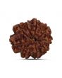 9 Mukhi Rudraksha (Nepal) 21.69 MM