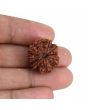 9 Mukhi Rudraksha (Nepal) 21.69 MM