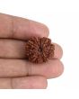 9 Mukhi Rudraksha (Nepal) 21.69 MM