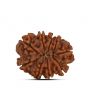 9 Mukhi Rudraksha (Nepal) 23.54 MM