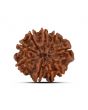 9 Mukhi Rudraksha (Nepal) 22.24 MM