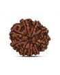 9 Mukhi Rudraksha (Nepal) 19.33 MM