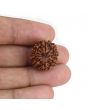 9 Mukhi Rudraksha (Nepal) 19.33 MM