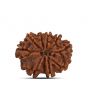 9 Mukhi Rudraksha (Nepal) 20.71 MM