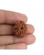 9 Mukhi Rudraksha (Nepal) 20.71 MM