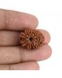 9 Mukhi Rudraksha (Nepal) 20.71 MM