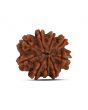 9 Mukhi Rudraksha (Nepal) 20.97 MM