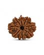 9 Mukhi Rudraksha (Nepal) 22.96 MM