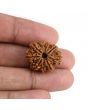9 Mukhi Rudraksha (Nepal) 22.96 MM