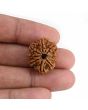 9 Mukhi Rudraksha (Nepal) 22.96 MM
