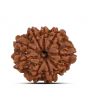 9 Mukhi Rudraksha (Nepal) 22.49 MM