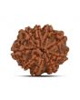 9 Mukhi Rudraksha (Nepal) 22.49 MM