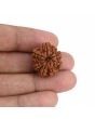 9 Mukhi Rudraksha (Nepal) 22.49 MM