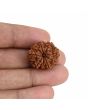 9 Mukhi Rudraksha (Nepal) 22.49 MM