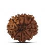 9 Mukhi Rudraksha (Nepal) 21.44 MM