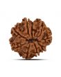 9 Mukhi Rudraksha (Nepal) 21.33 MM