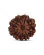9 Mukhi Rudraksha (Nepal) 21.07 MM