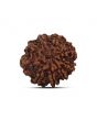 9 Mukhi Rudraksha (Nepal) 21.07 MM