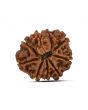 9 Mukhi Rudraksha (Nepal) 23.37 MM