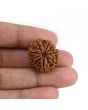 9 Mukhi Rudraksha (Nepal) 23.37 MM