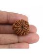 9 Mukhi Rudraksha (Nepal) 23.37 MM