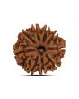 9 Mukhi Rudraksha (Nepal) 21.71 MM