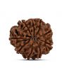 9 Mukhi Rudraksha (Nepal) 21.1 MM