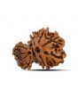 Garbh Gauri Rudraksha Nepal (GJSPC Certfied) 23.87 M.M.