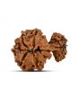 Garbh Gauri Rudraksha Nepal (GJSPC Certfied) 23.87 M.M.