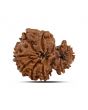 Garbh Gauri Rudraksha Nepal (GJSPC Certfied) 23.62 M.M.