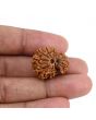Garbh Gauri Rudraksha Nepal (GJSPC Certfied) 23.62 M.M.