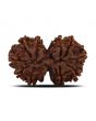 Natural 10 Mukhi (Ten Mukhi) Gauri Shankar Rudraksha (Nepal) GJSPC Certified 30.68 M.M.