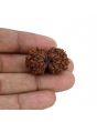Natural 10 Mukhi (Ten Mukhi) Gauri Shankar Rudraksha (Nepal) GJSPC Certified 30.68 M.M.