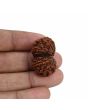 Natural 10 Mukhi (Ten Mukhi) Gauri Shankar Rudraksha (Nepal) GJSPC Certified 30.68 M.M.