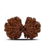 Natural 9 Mukhi (Nine Mukhi) Gauri Shankar Rudraksha (Nepal) GJSPC Certified 30.11 M.M.