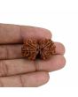 Natural 9 Mukhi (Nine Mukhi) Gauri Shankar Rudraksha (Nepal) GJSPC Certified 30.11 M.M.