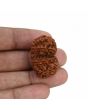 Natural 9 Mukhi (Nine Mukhi) Gauri Shankar Rudraksha (Nepal) GJSPC Certified 30.11 M.M.