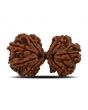 Natural 10 Mukhi (Ten Mukhi) Gauri Shankar Rudraksha (Nepal) GJSPC Certified 31.99 M.M.
