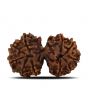 Natural 11 Mukhi (Elevan Mukhi) Gauri Shankar Rudraksha (Nepal) GJSPC Certified 32.11 M.M.