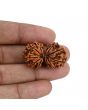 Natural 11 Mukhi (Elevan Mukhi) Gauri Shankar Rudraksha (Nepal) GJSPC Certified 32.11 M.M.