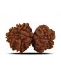 Natural 10 Mukhi (Ten Mukhi) Gauri Shankar Rudraksha (Nepal) GJSPC Certified 32.65 M.M.