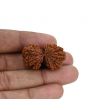 Natural 10 Mukhi (Ten Mukhi) Gauri Shankar Rudraksha (Nepal) GJSPC Certified 32.65 M.M.