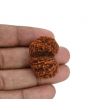 Natural 10 Mukhi (Ten Mukhi) Gauri Shankar Rudraksha (Nepal) GJSPC Certified 32.65 M.M.